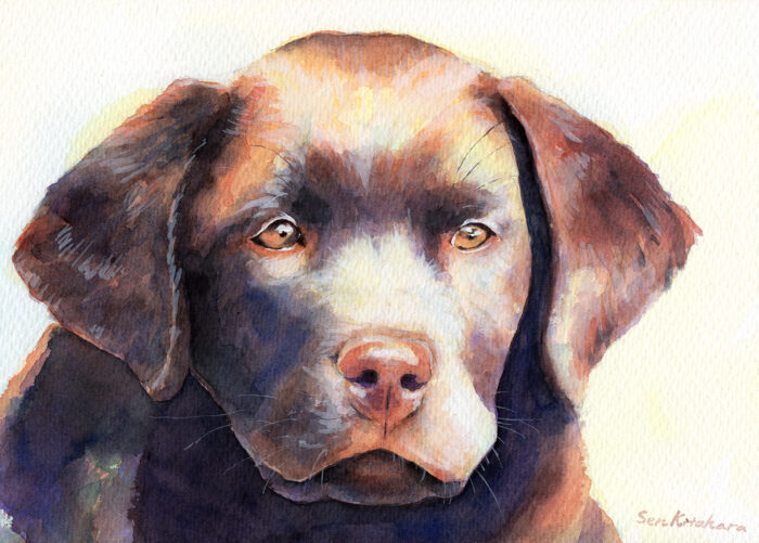 水彩で描かれた犬。Watercolour painting of a dog.